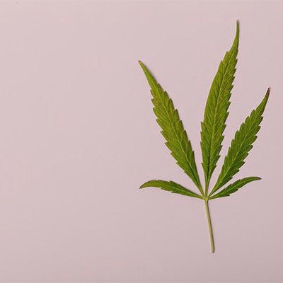 WHAT I'VE LEARNT ABOUT... CANNABIS