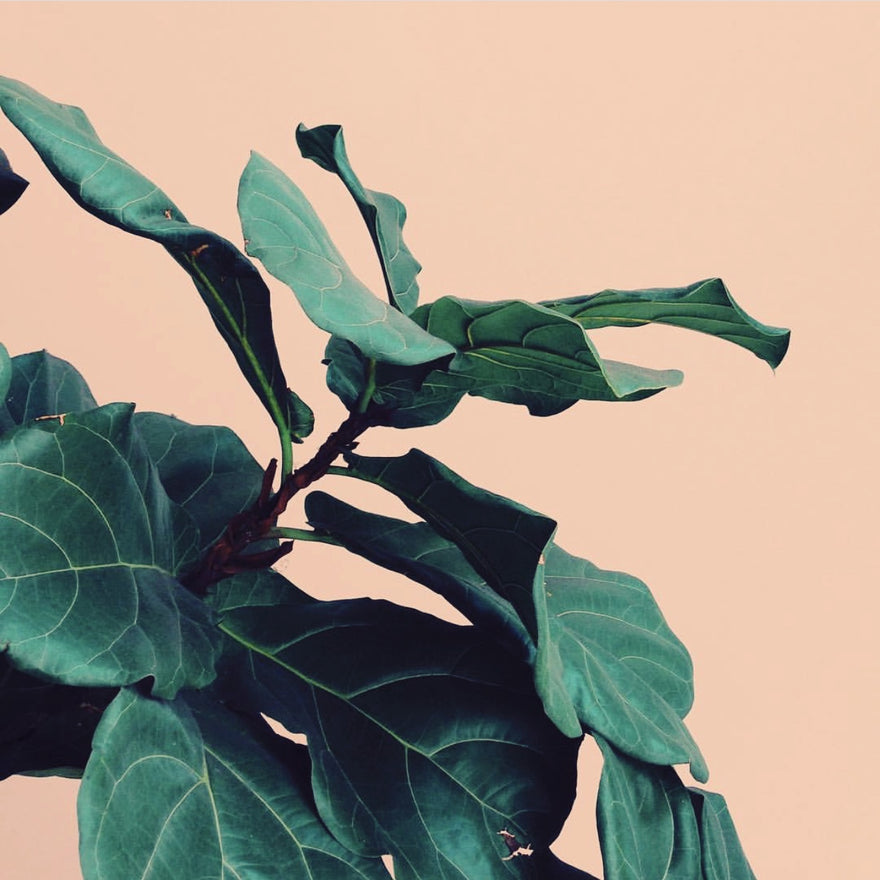 BORN AT DAWN LIFE: PLANTS